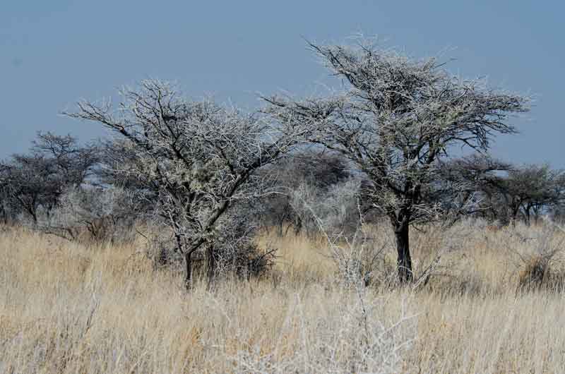 79 - Namibia - parque nacional de Etosha - paisaje